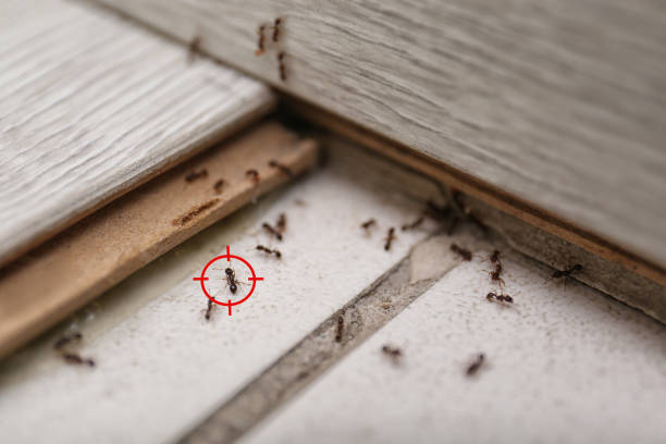 Professional Pest Control in Coralville, IA